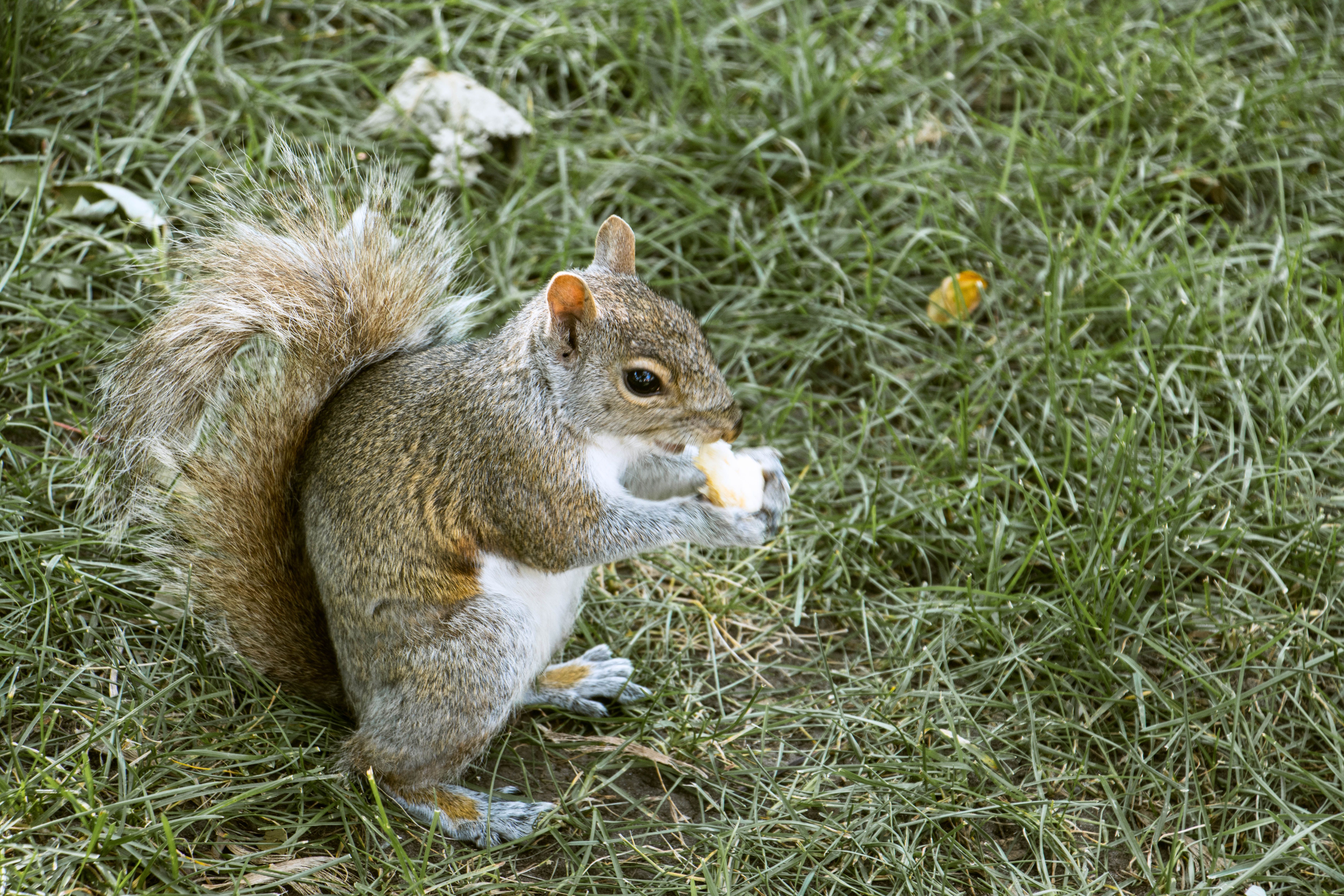 Should squirrels eat chips? - The Institute for Environmental Research ...