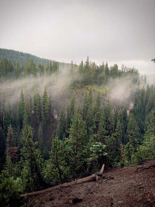 Fog in Mountain Coniferous Forest