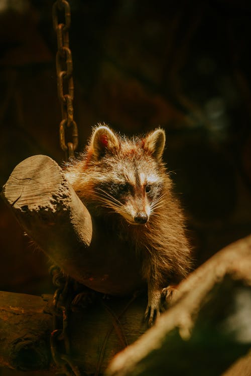 Foto d'estoc gratuïta de bufó, de peluix, en captivitat