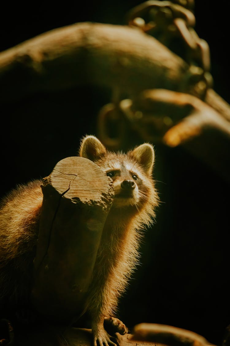 Fluffy Racoon In Zoo