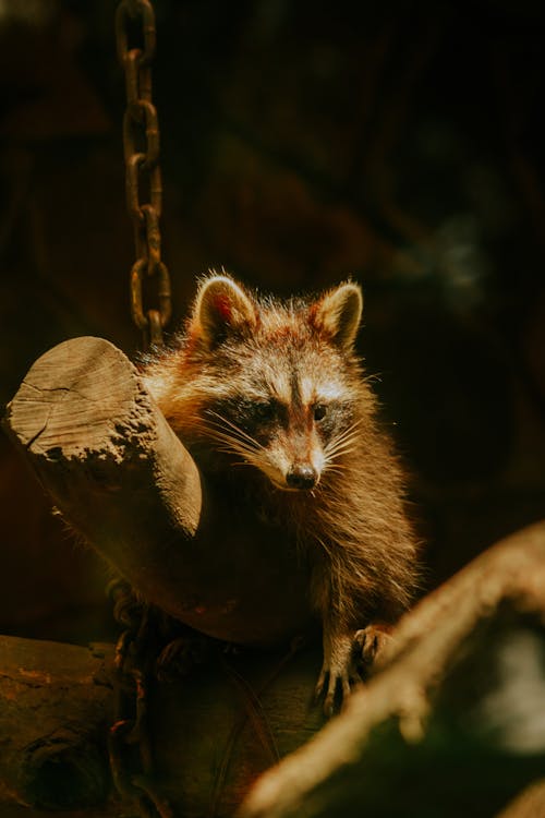 Cute Fluffy Racoon in Zoo