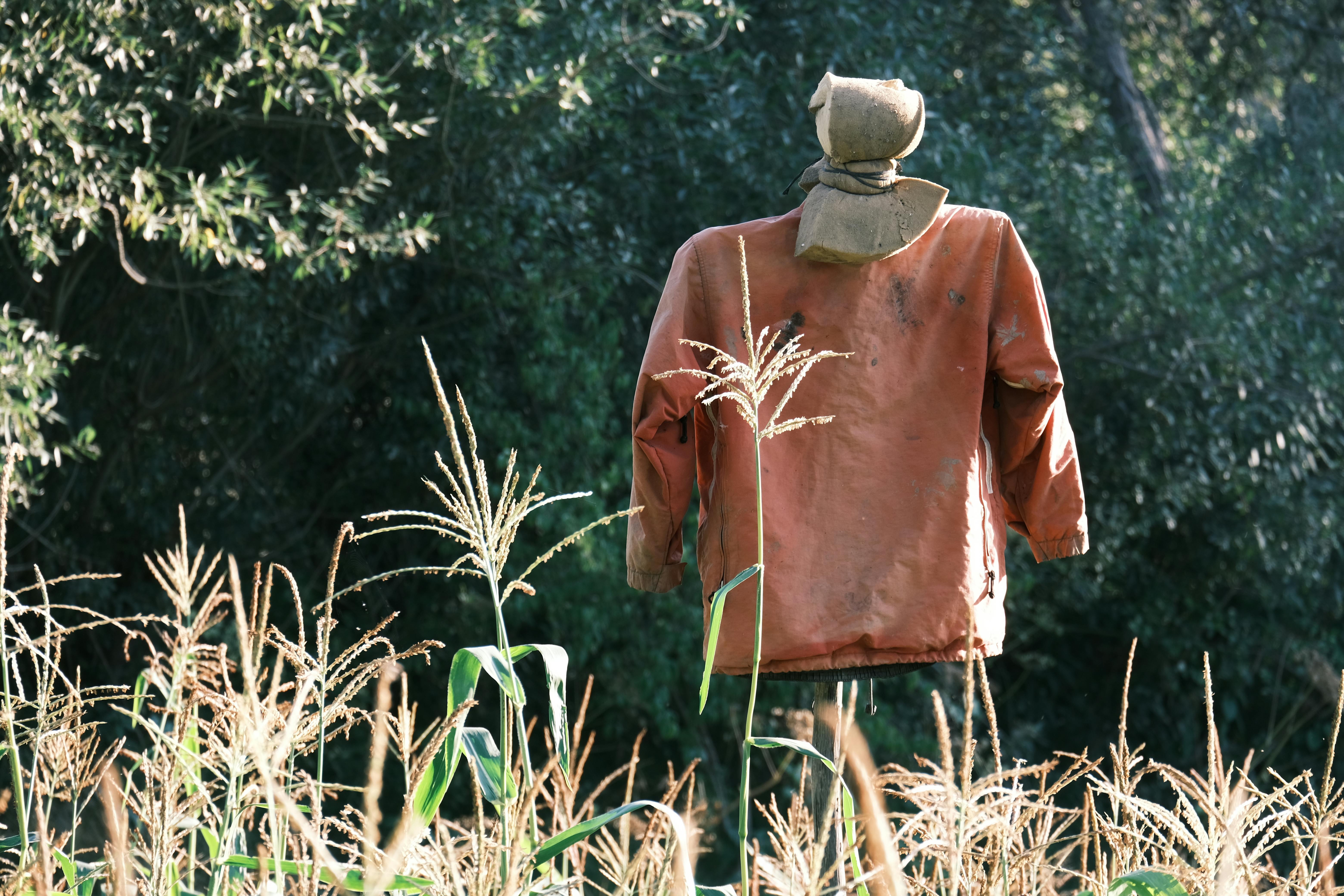 A scarecrow wearing a brown jacket stands amidst tall grasses in a rural cornfield.