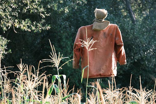 Scarecrow on Field