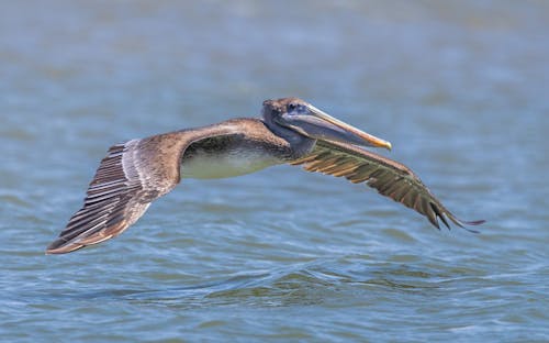 Immagine gratuita di animale, avvicinamento, focus selettivo