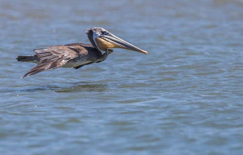 Immagine gratuita di animale, avvicinamento, focus selettivo