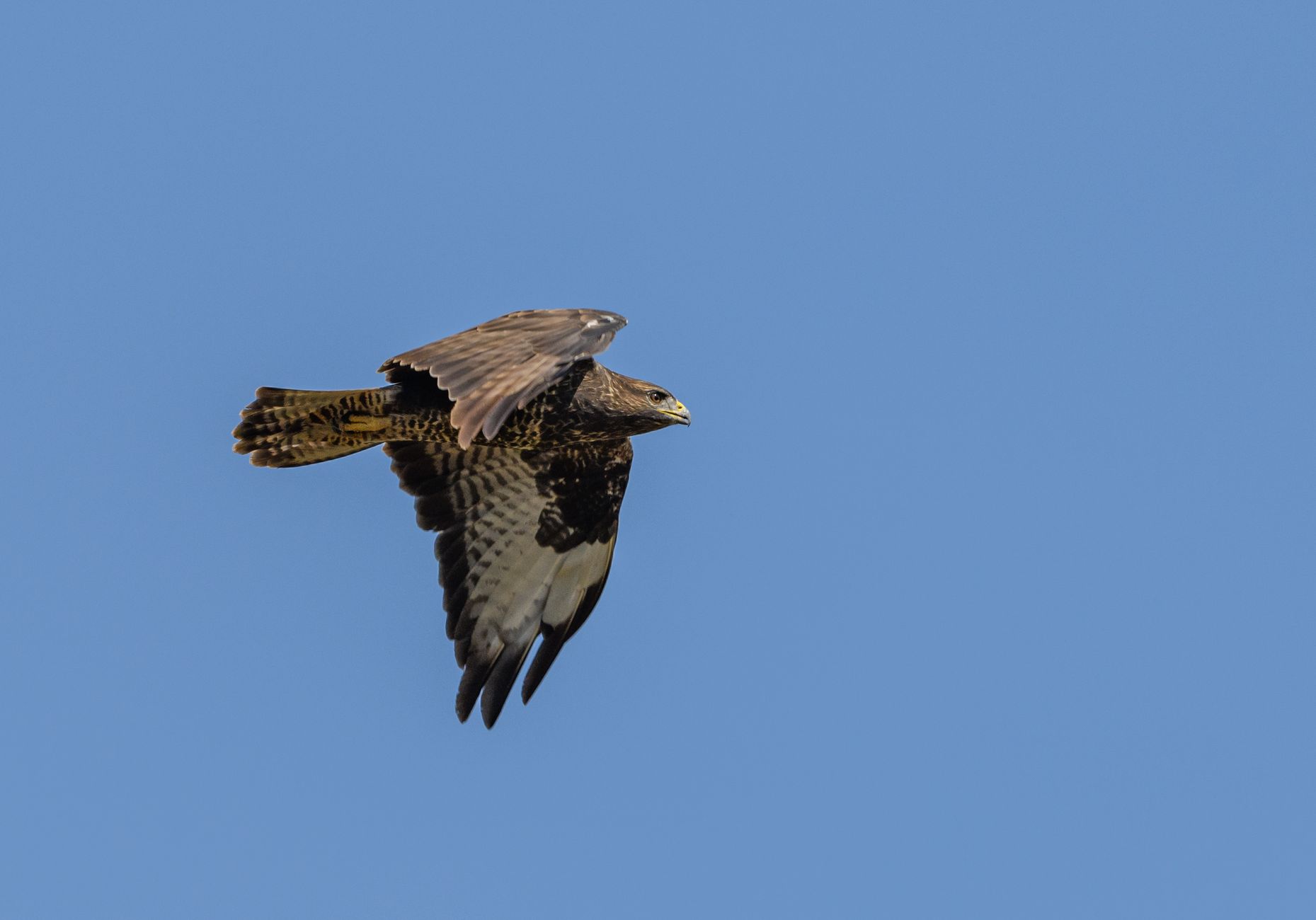 Agressieve buizerd valt mensen aan in Groningen