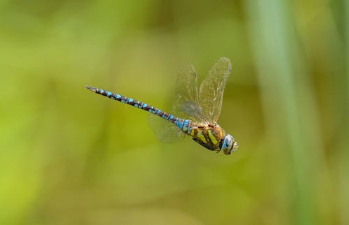 Close-up of a Dragonfly 