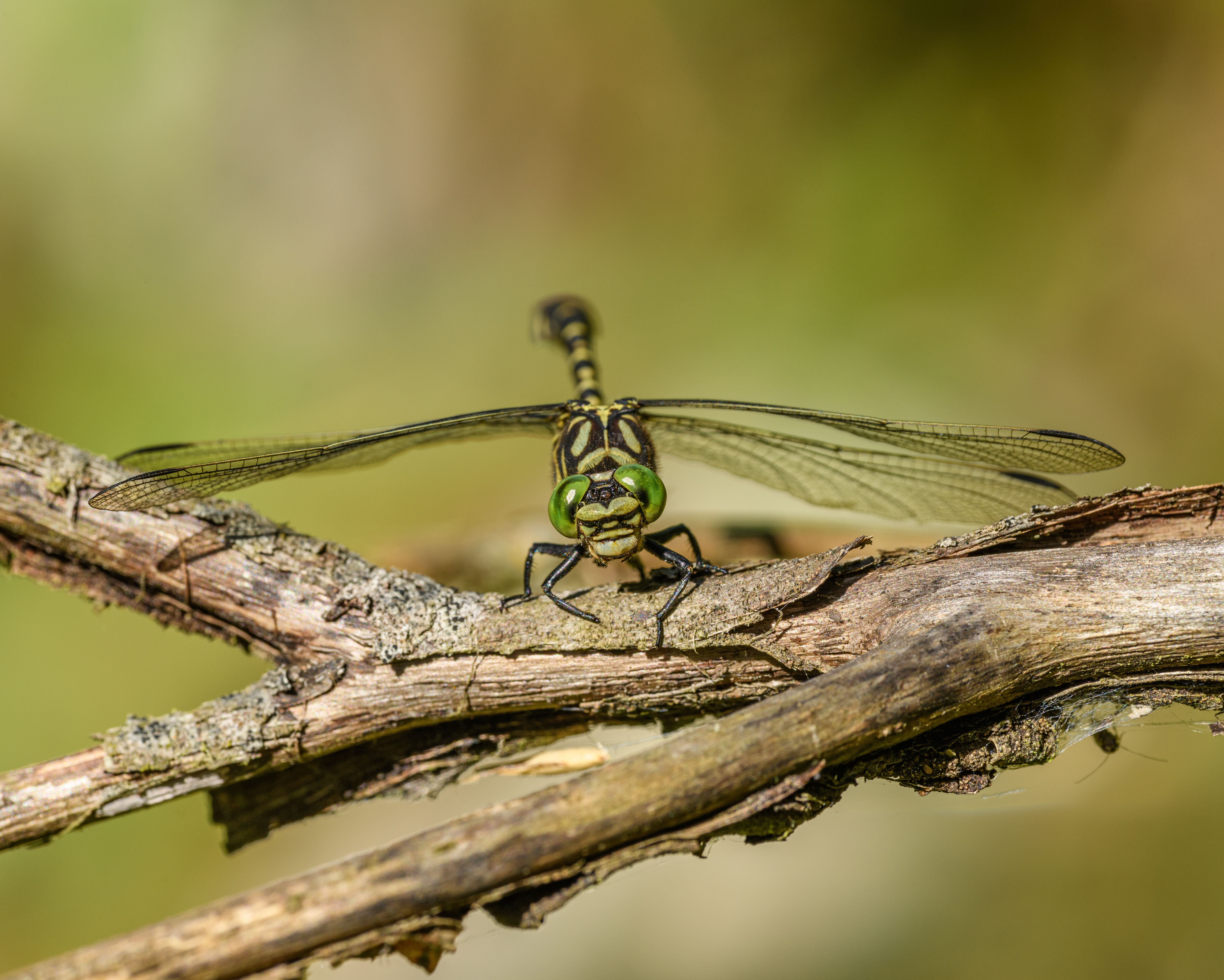 Photo of a Dragonfly Perching on a Stick · Free Stock Photo