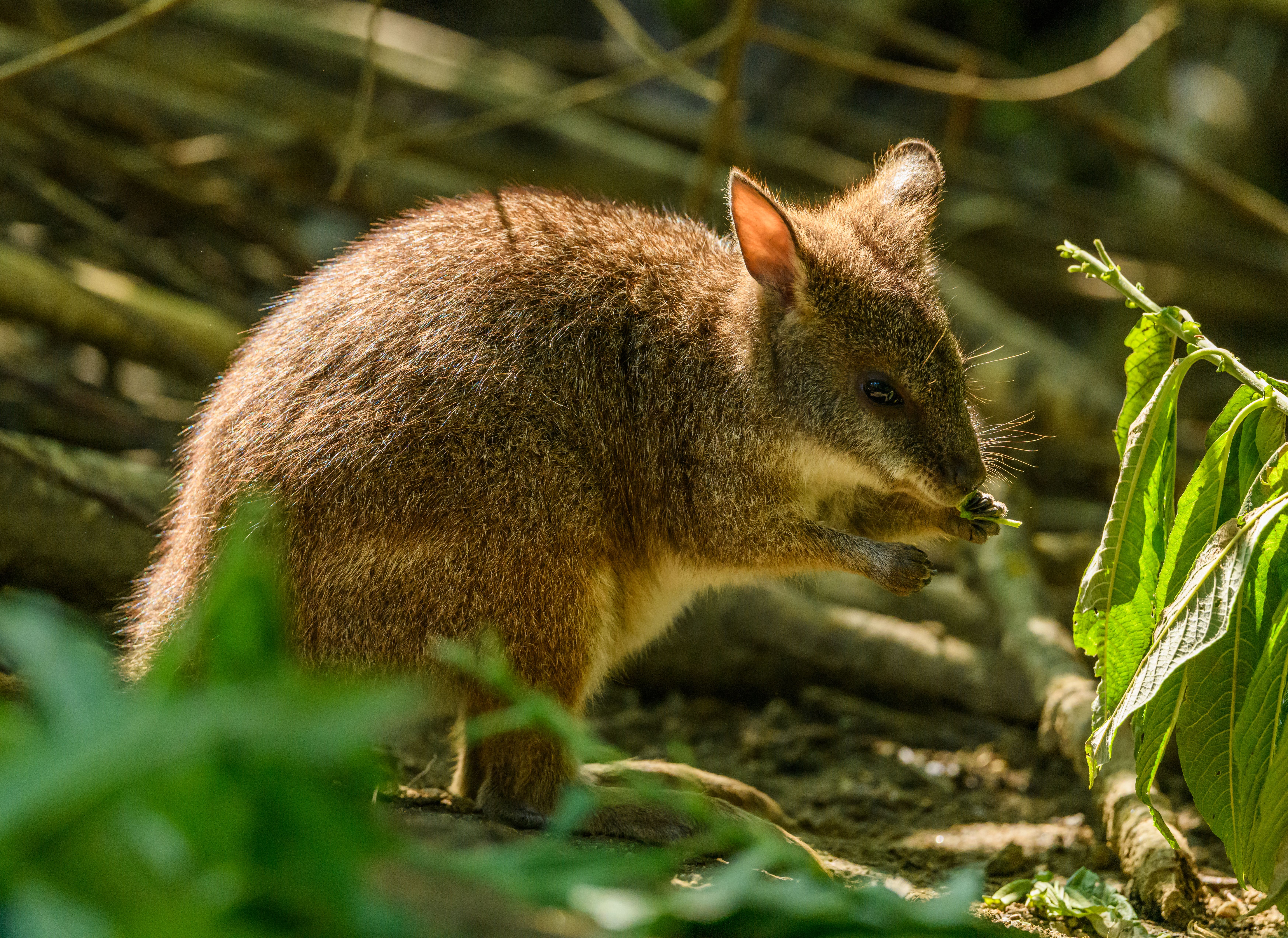 Native wildlife in natural forest habitat