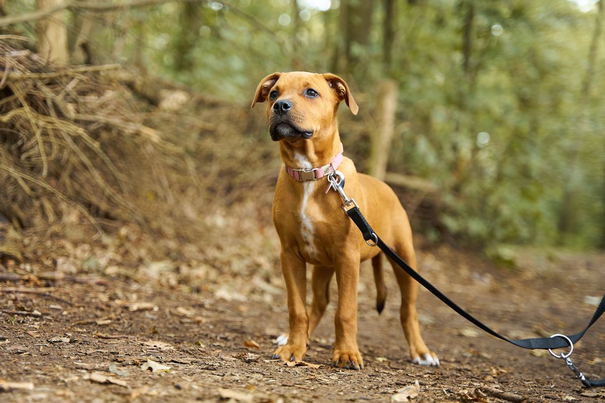 Brown dog wearing a leash during a walk on a wooded trail
