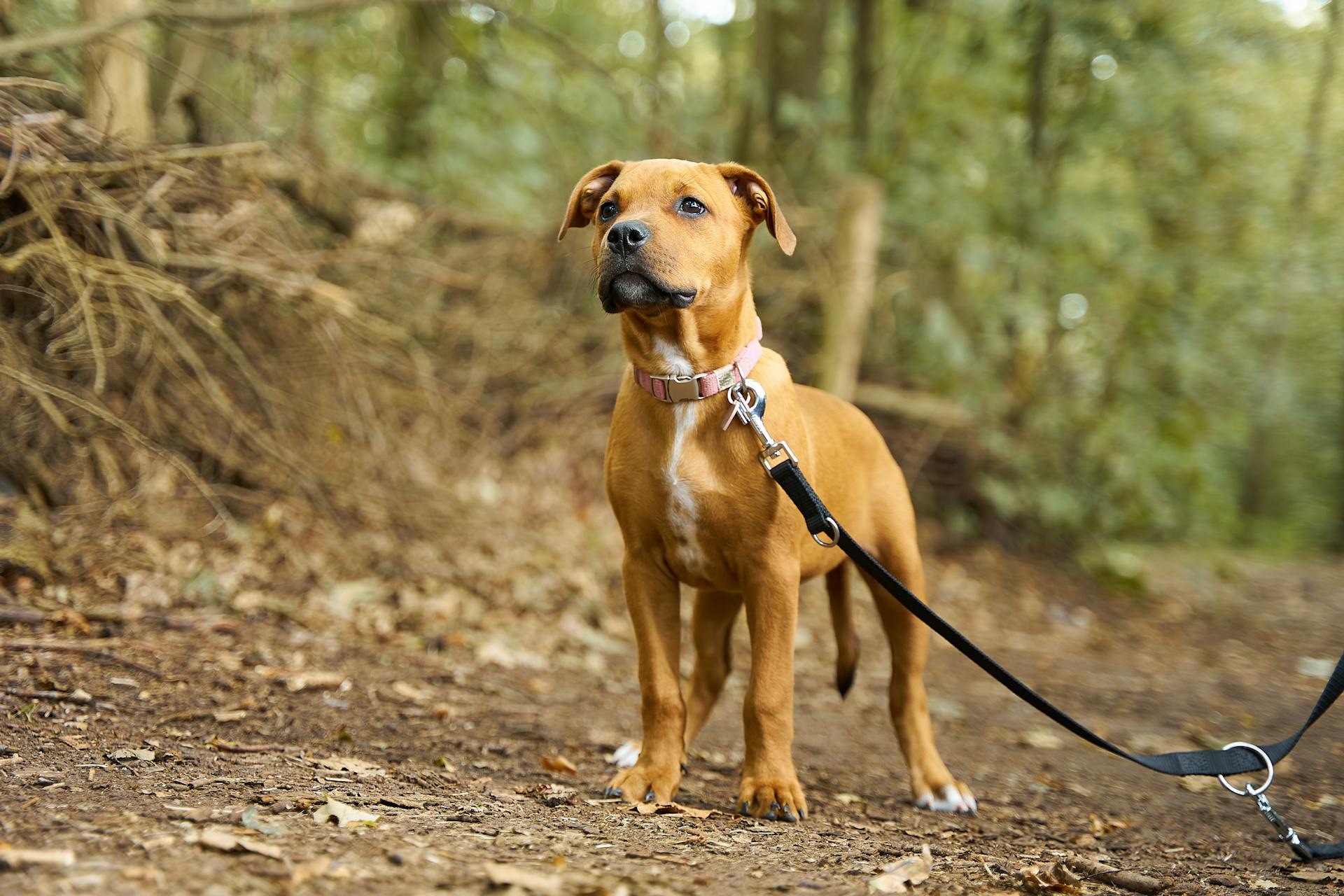 Dog on a Leash