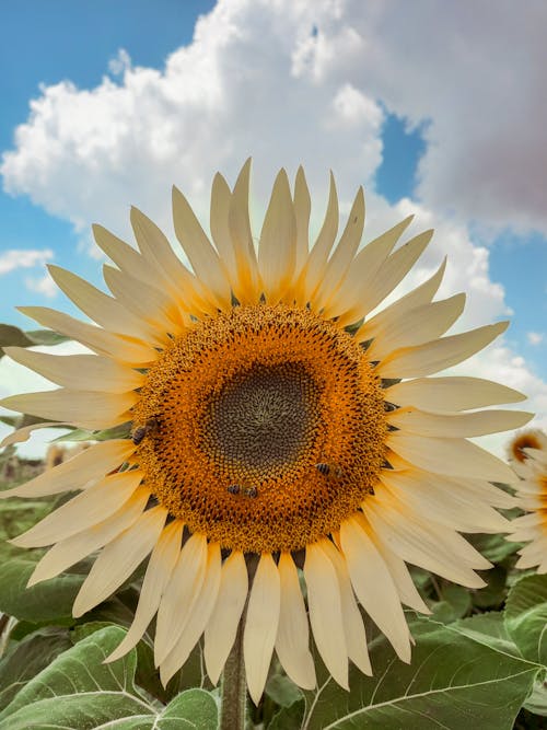 Immagine gratuita di girasole