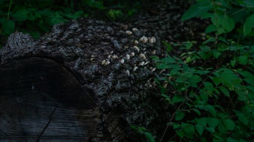 Free the log Stock Photo