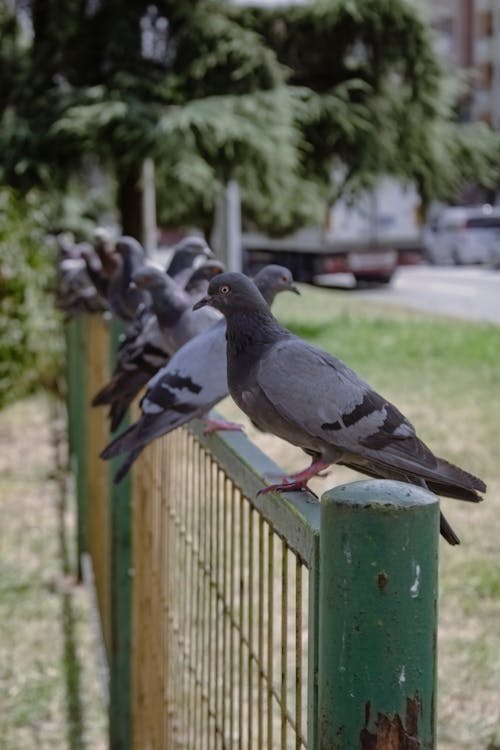 Pigeons Perching on the Fence 