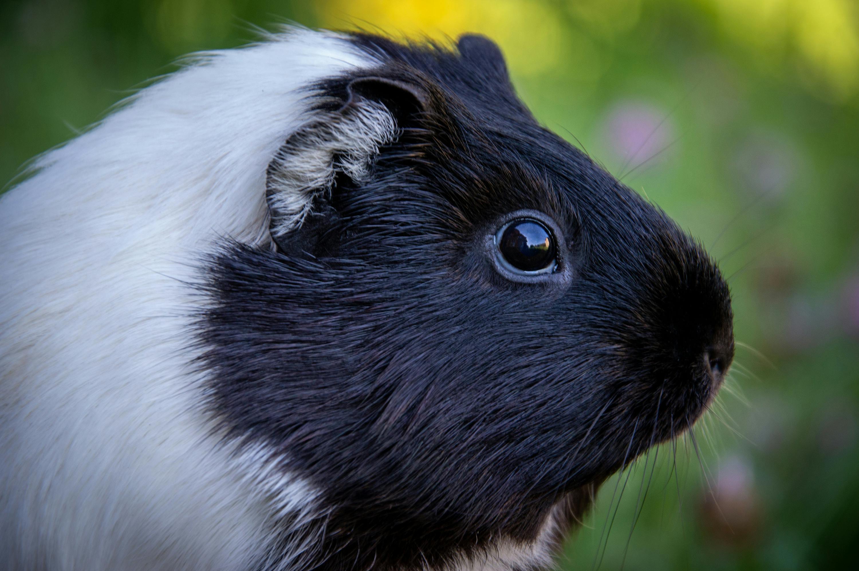 White guinea pig 2024 with blue eyes