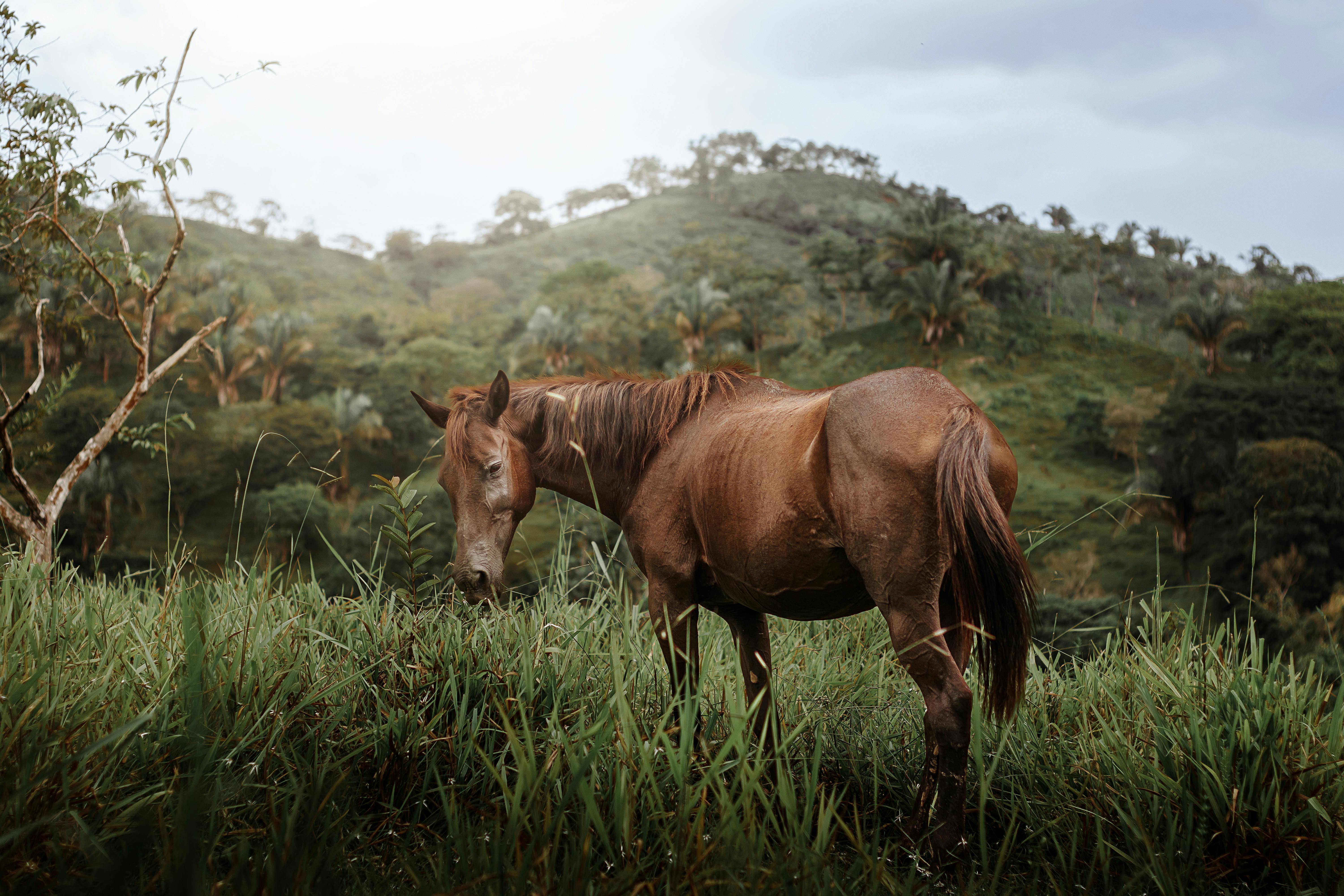 A serene brown horse grazes in a lush, green countryside setting, surrounded by hills.