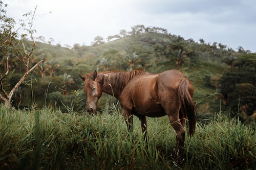 arazi, at, çayır içeren Ücretsiz stok fotoğraf