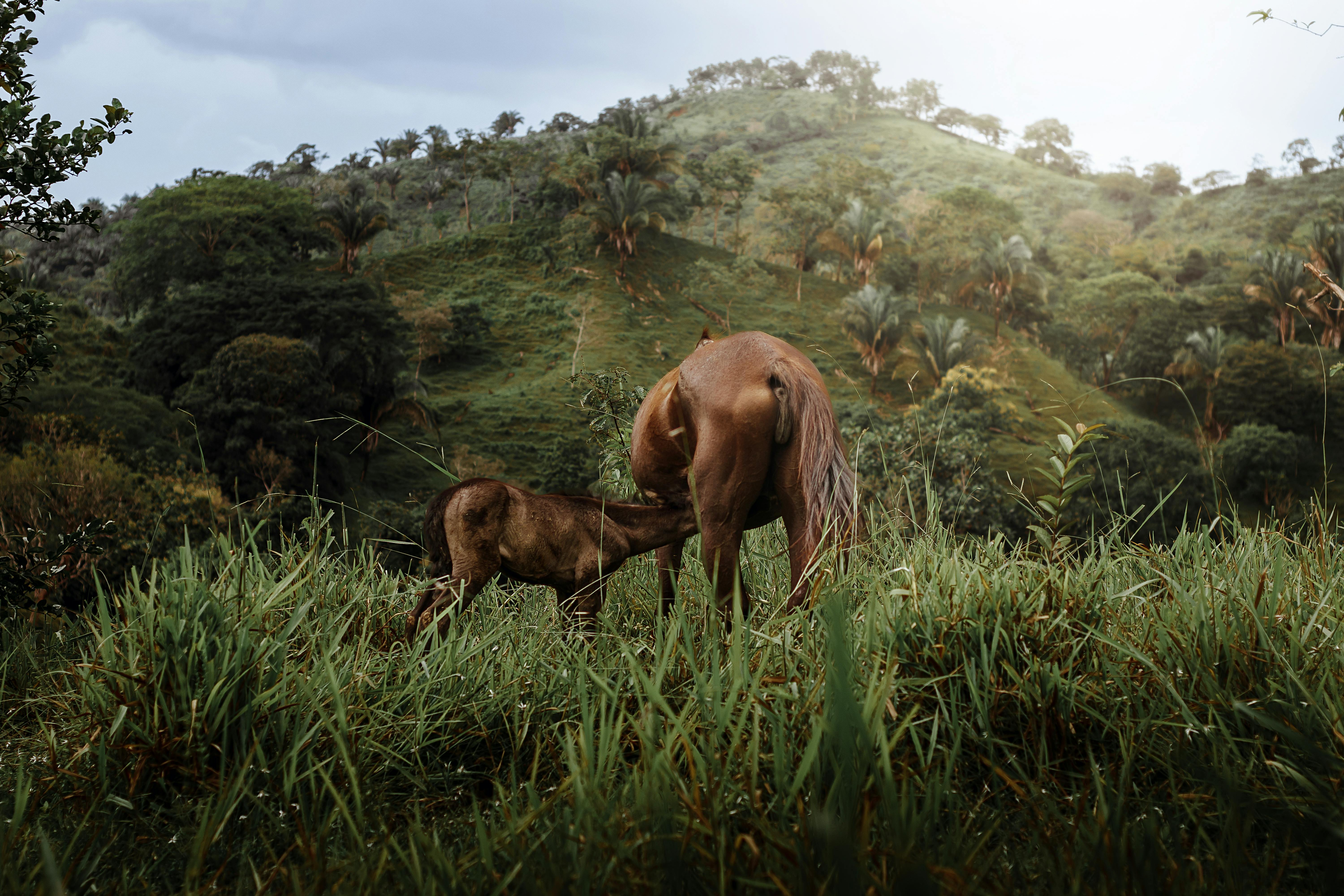 Los 5 Ingredientes Clave que Hacen de las Macaracas un Platillo Único y Sabroso