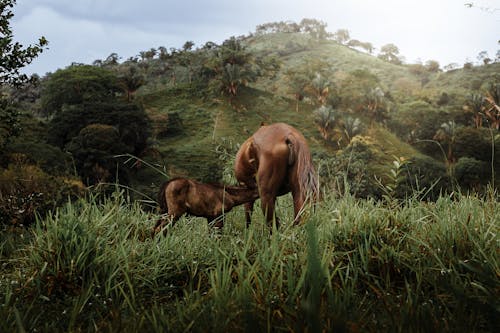 動物攝影, 山丘, 牧場 的 免费素材图片