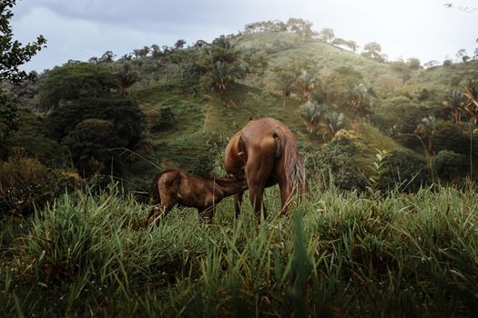 A peaceful scene of a horse and foal grazing in the lush hills of Macaracas, Panama.