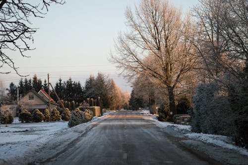 Fotos de stock gratuitas de amanecer, árbol, atmósfera fría