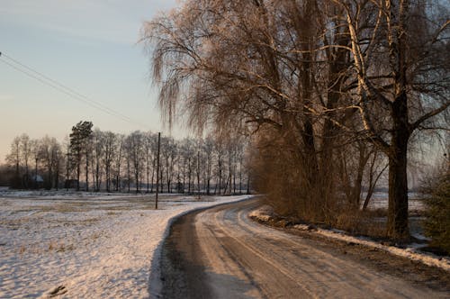 A snowy road with trees and a power line