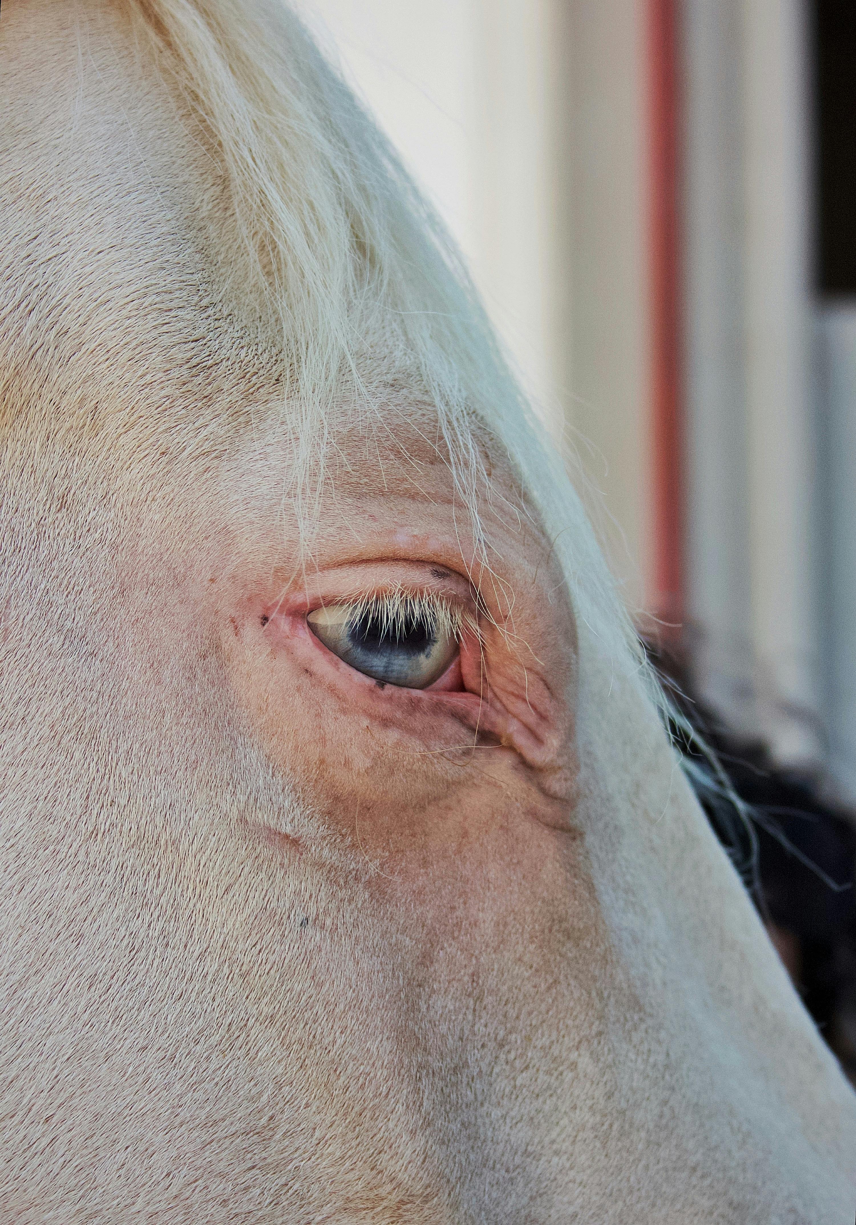 Person Embracing a Horse with Eyes Closed Free Stock Photo