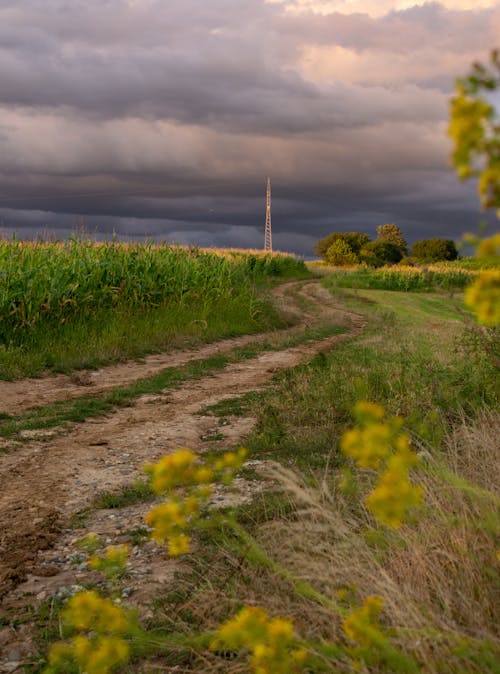Free stock photo of cloudy sky, corn field, dirt path