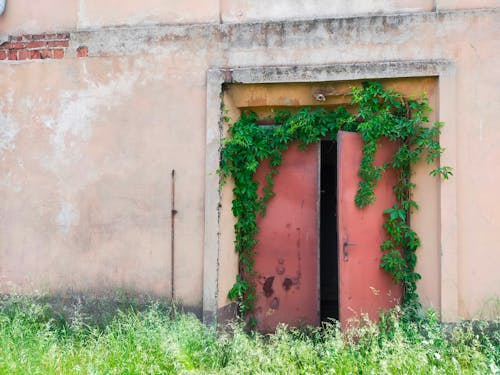 Ivy on Abandoned Building Wall