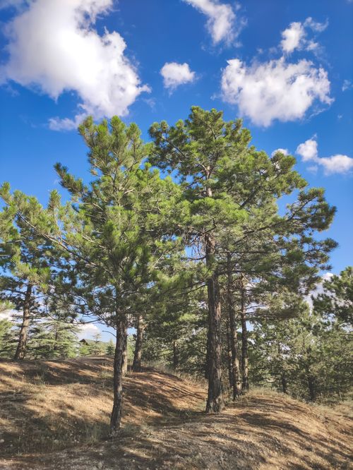 Free Tranquil pine forest with vibrant blue skies and fluffy clouds, perfect for nature lovers. Stock Photo