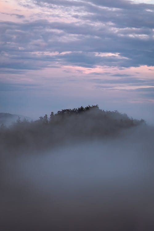 Foto d'estoc gratuïta de arbres, boira, bosc