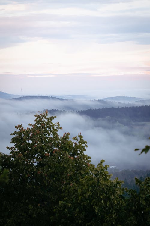 Fog Covered Forested Hills