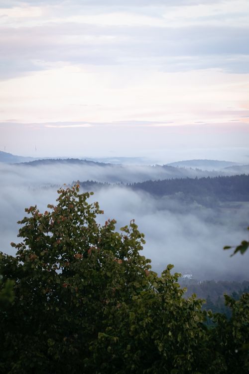 Free Serene view of rolling hills covered in fog with lush forest trees at dawn. Stock Photo