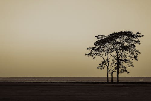 Бесплатное стоковое фото с деревья, закат, пастбище