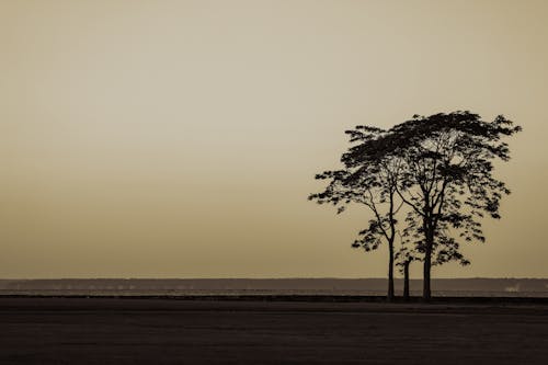 Photos gratuites de arbres, clairière, coucher de soleil