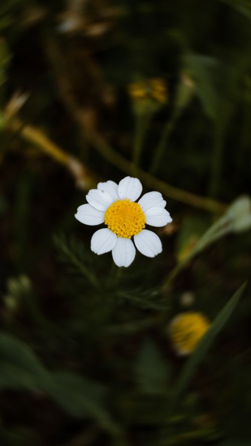 Free Detailed view of a single chamomile flower blooming in a natural outdoor setting. Stock Photo
