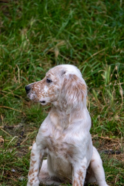 Kostenloses Stock Foto zu gras, haustier, hund