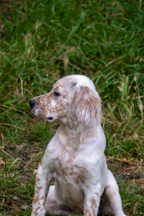 Free Beautiful English Setter dog sitting on green grass in a peaceful outdoor setting, captured in a vertical shot. Stock Photo