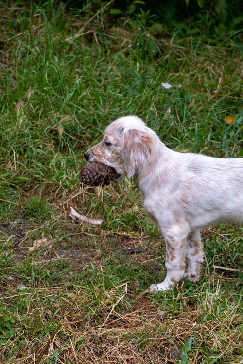 Gratis stockfoto met babyhondje, dierenfotografie, gras