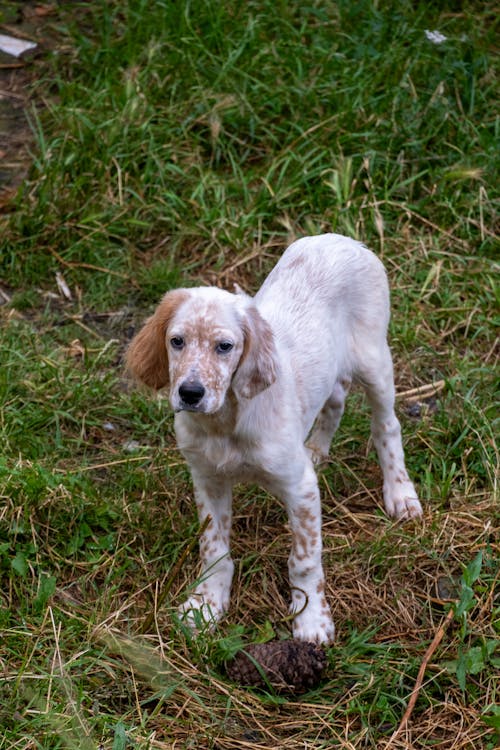 Fotobanka s bezplatnými fotkami na tému anglický setter, borovicová šiška, domáce zviera