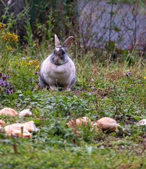 Fotobanka s bezplatnými fotkami na tému bodky a fľaky, hospodárske zviera, králičí uši