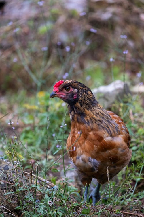 Fotobanka s bezplatnými fotkami na tému dno, selektívne zaostrenie, sliepka