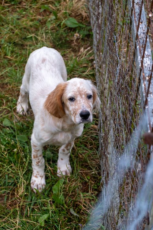 Free Charming white and brown setter puppy standing near a rustic fence outdoors. Stock Photo