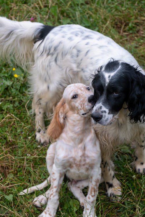 Gratis stockfoto met aarde, babyhondje, dierenfotografie