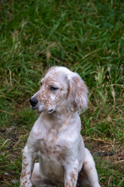Free A young English Setter dog sits in a grassy area, showcasing its soft coat and curious expression. Stock Photo