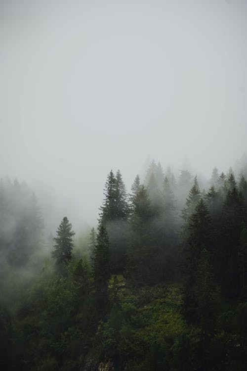 Fog over Deep Forest
