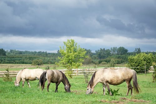 Безкоштовне стокове фото на тему «коні, похмура погода, сільська місцевість»