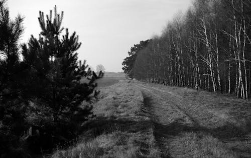 Free A tranquil black and white photo capturing a rural dirt road lined with trees, invoking a sense of calm. Stock Photo