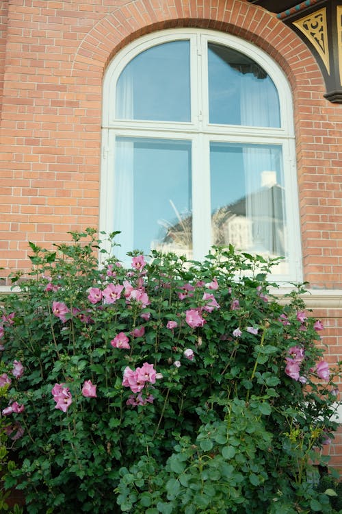 Gratis Foto stok gratis batu bata, bunga-bunga, jendela Foto Stok