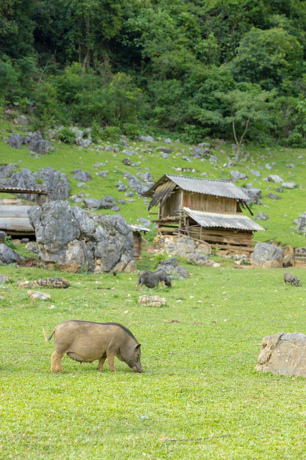 Rustic Rural Scene with Grazing Pig ยท Free Stock Photo